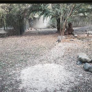 African Savanna- African Wild Dog