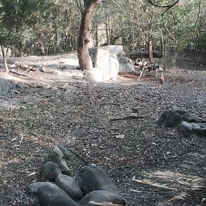 African Savanna- African Wild Dog