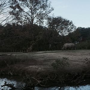 African Savanna- White Rhinoceros/Zebra/Wildebeest