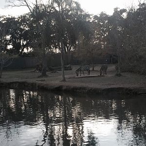 African Savanna- White Rhinoceros/Zebra/Wildebeest
