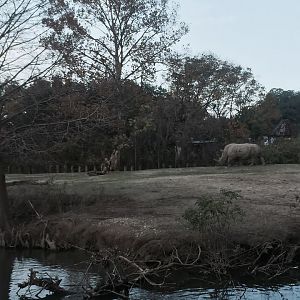 African Savanna- White Rhinoceros/Zebra/Wildebeest