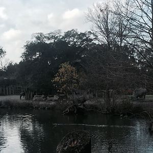 African Savanna- White Rhinoceros/Zebra/Wildebeest