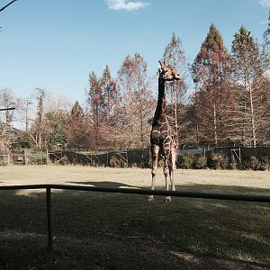 African Savanna- Giraffe