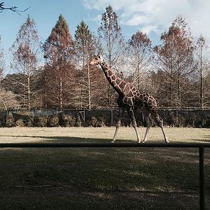 African Savanna- Giraffe