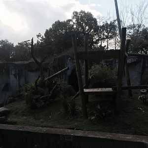 World of Primates- Mandrill