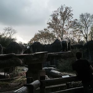 World of Primates- Gorilla