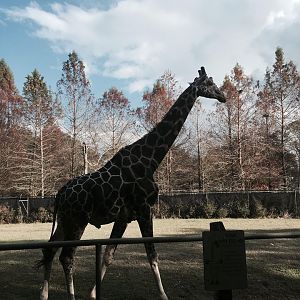 African Savanna- Giraffe