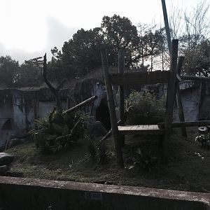 World of Primates- Mandrill