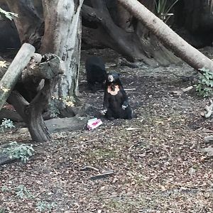 Asian Domain- Sun Bear