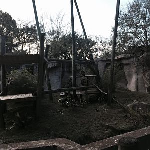 World of Primates- Mandrill