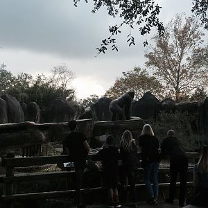 World of Primates- Gorilla