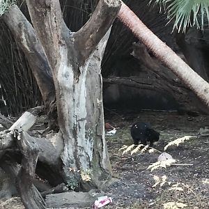 Asian Domain- Sun Bear