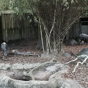 Asian Domain- Babirusa/Asian Small-Clawed Otter