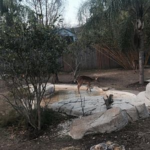 Asian Domain- Barashinga Deer