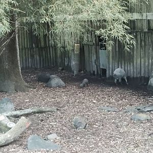 Asian Domain- Babirusa/Asian Small-Clawed Otter