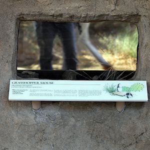 new exhibit - grasshopper mouse