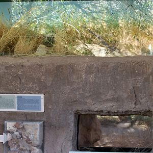 new exhibit - grasshopper mouse