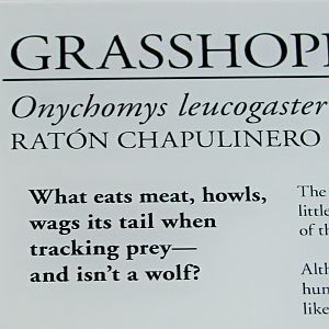 new exhibit - grasshopper mouse