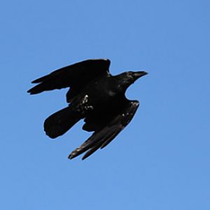 raptor free flight demo