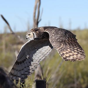 raptor free flight demo