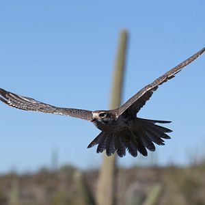 raptor free flight demo