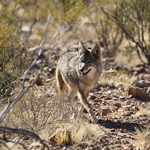 coyote walking