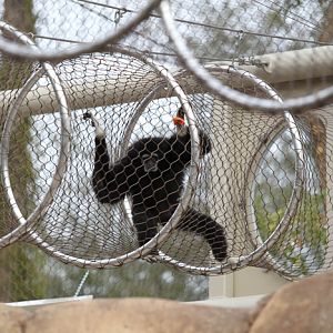 New gibbon exhibit