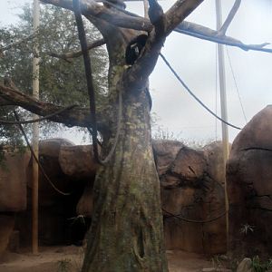 New gibbon exhibit