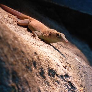 Graham's Anole