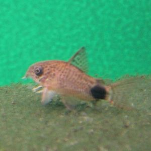 Corydoras ID