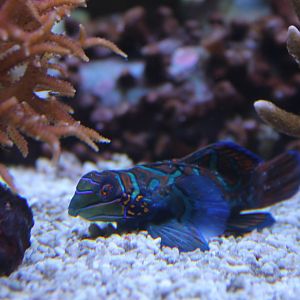 Mandarinfish