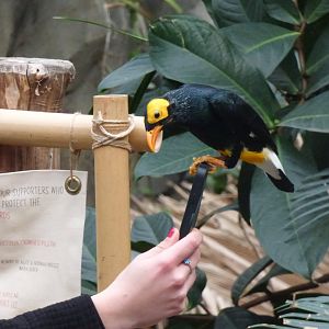 Yellow-Faced Mynah being very friendly!