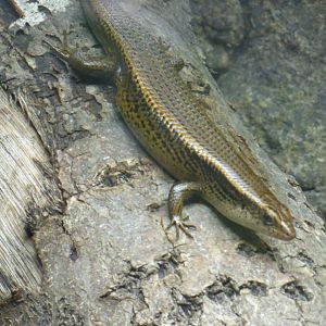 Copper Skink