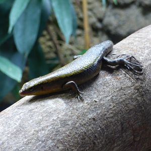 Oriental Brown-Sided Lizard