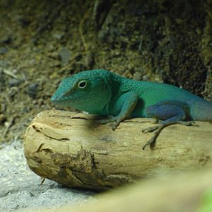 Graham's Anole