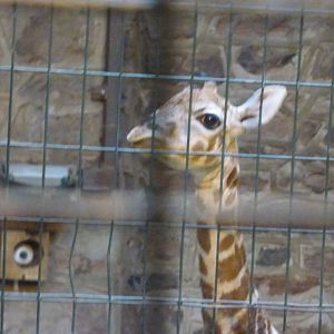 2 Day Old Baby Giraffe