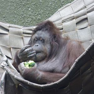 Sarikei eating her broccoli!