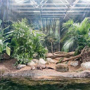 Replanted Indoor Giant Otter Enclosure - 29/12/2016