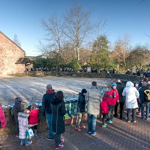 Queue to View the Rothschild’s Giraffe Calf - 29/12/2016