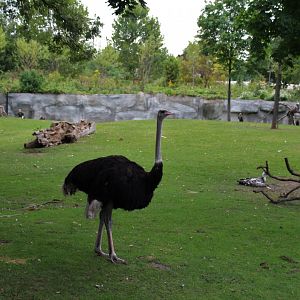 Detroit Zoo - African Grassland - Summer, 2016