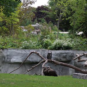 Detroit Zoo - African Grassland - Summer, 2016
