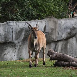 Detroit Zoo - African Grassland - Summer, 2016