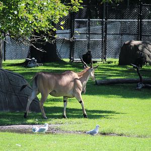 Detroit Zoo - African Grassland - Summer, 2016