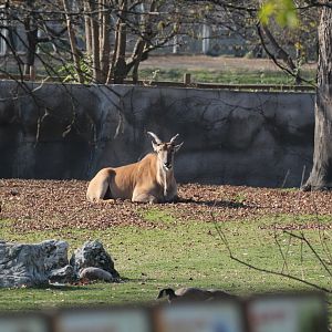 Detroit Zoo - African Grassland - Summer, 2016