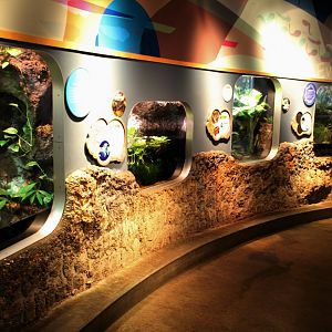 Detroit Zoo - Amphibianville - Summer, 2016