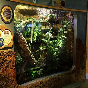 Detroit Zoo - Amphibianville - Summer, 2016