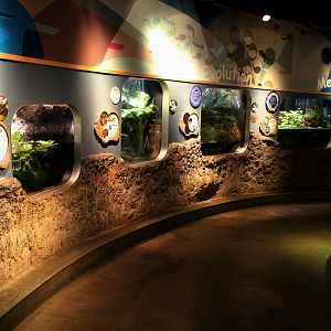 Detroit Zoo - Amphibianville - Summer, 2016