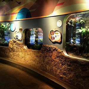 Detroit Zoo - Amphibianville - Summer, 2016