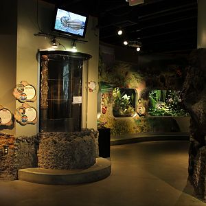 Detroit Zoo - Amphibianville - Summer, 2016