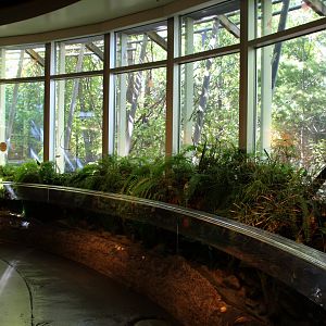 Detroit Zoo - Amphibianville - Summer, 2016